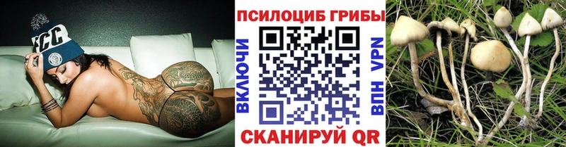 как найти наркотики  Судак  Псилоцибиновые грибы MAGIC MUSHROOMS 